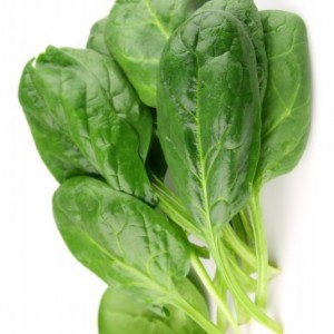 Spinach on white close up